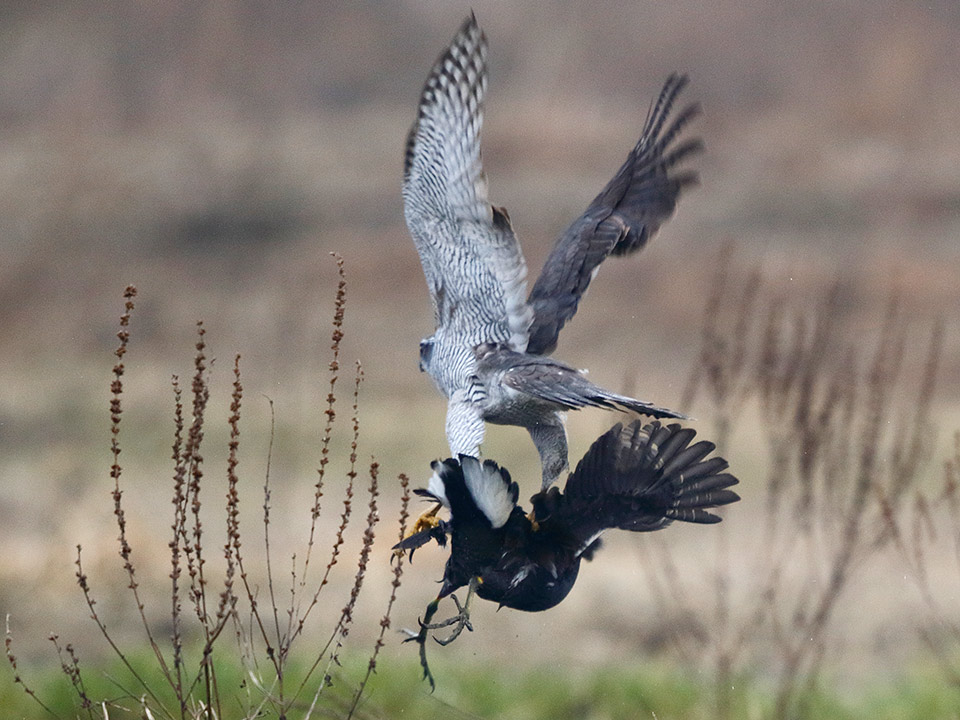 Astore vs gallinella